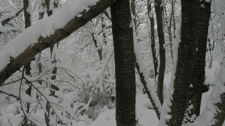 雪紧贴着野樱桃树的树干。视频素材