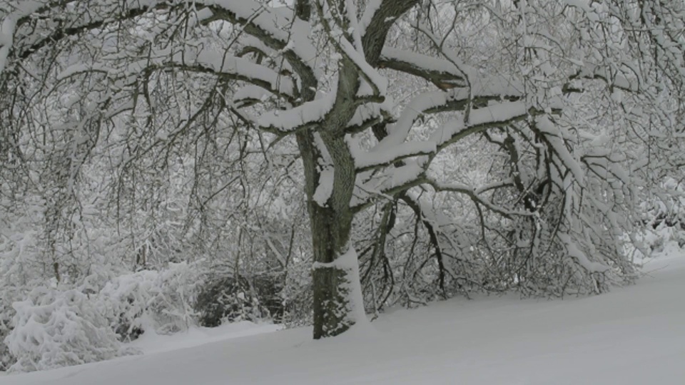 白雪覆盖着果树多节的树枝。视频素材