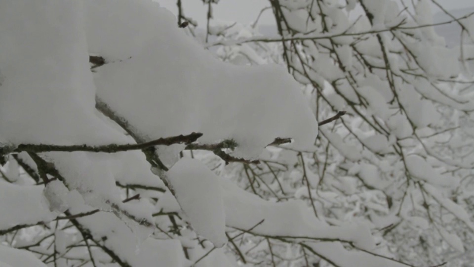 厚厚的积雪覆盖了树木和灌木的树枝。视频素材