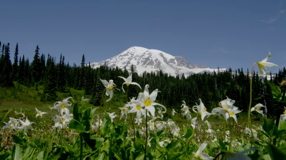 广角镜头雪山雷尼尔和松树林与白色冰川百合在微风中吹在前景视频素材