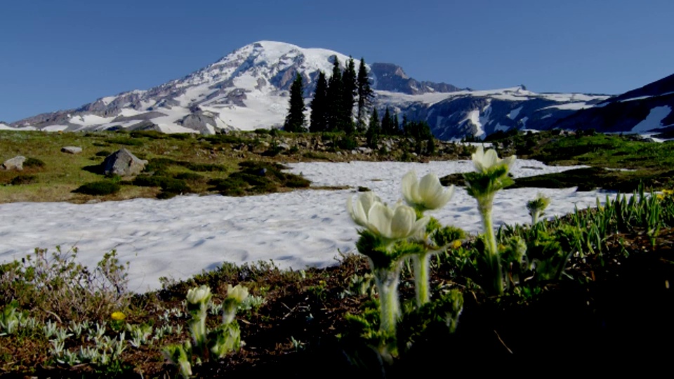 广角拍摄雪山雷尼尔与白色和黄色的花和雪在草地在前景视频素材