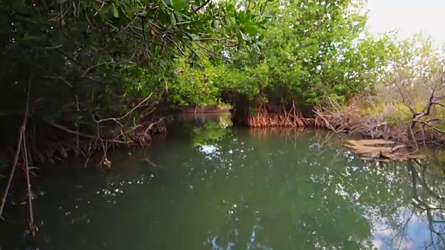 美丽的红红树林通道，在里约热内卢Zaza, Sancti Spiritus，古巴视频素材