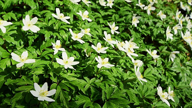 木银莲花，银莲花，在春天，黑塞，德国视频素材