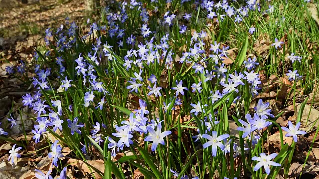 双叶乌贼，双叶Scilla bifolia，春天，海斯，德国视频素材