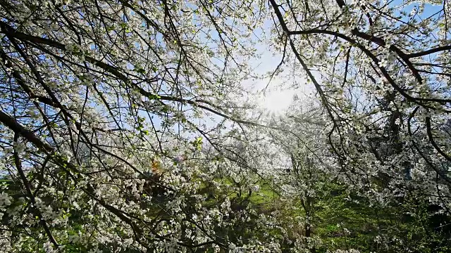 黑刺李，黑刺李，草药，药用植物，刺李，春天开花与太阳，海彭海姆，黑塞，德国视频素材