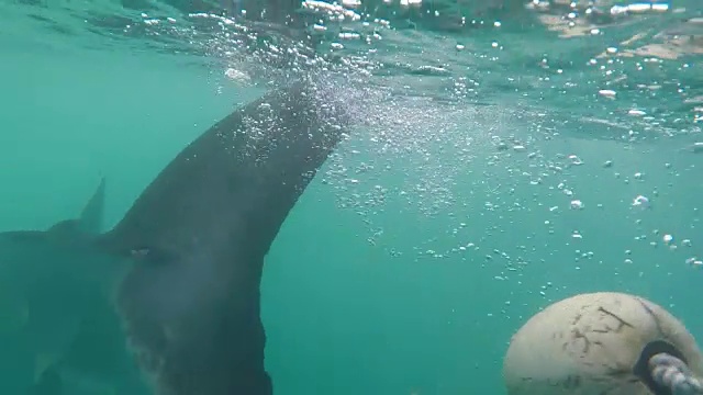 大白鲨在南非甘斯拜海面游动视频素材