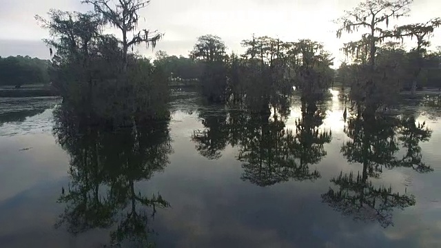 飞行近鸟起飞的树桩-无人机空中4K湿地，沼泽河口与野生动物鳄鱼筑巢朱鹭，蛇眼镜蛇，鸬鹚，雪鹭，鹭，鹰，鹰，柏树4K自然/野生动物/天气视频素材