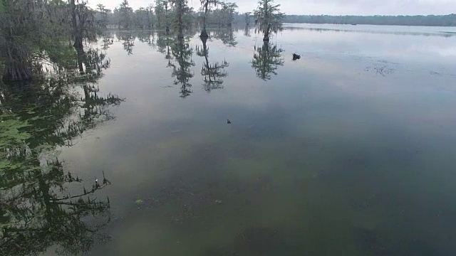 飞到鳄鱼在河口沼泽-无人机空中4K沼泽地，沼泽河口与野生鳄鱼筑巢的朱鹭，蛇眼镜蛇，鸬鹚，白鹭，鹭，蓝鹭，鹰，鹰，柏树4K自然/野生动物/天气视频素材