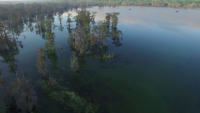 高跟踪鸟飞行在河口沼泽-无人机空中4K沼泽地，沼泽河口与野生动物鳄鱼筑巢朱鹭，蛇，鸬鹚，白鹭，鹭，蓝鹭，鹰，鹰，柏树4K自然/野生动物/天气视频素材