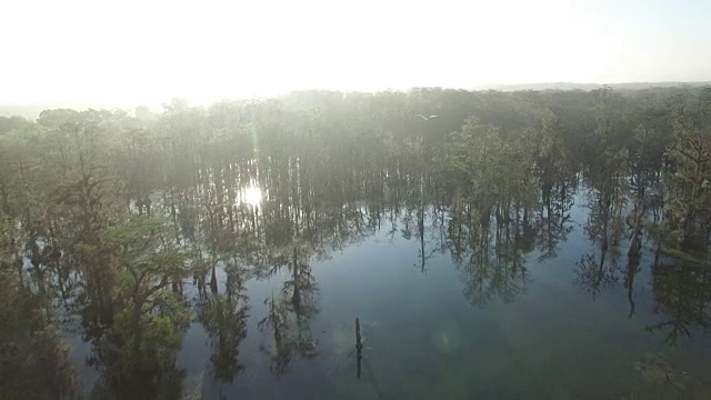 跟踪鸟类在沼泽河口飞行-无人机空中4K湿地，沼泽河口与野生动物鳄鱼筑巢朱鹭，蛇眼镜蛇，鸬鹚，白鹭，鹭，蓝鹭，鹰，鹰，柏树4K自然/野生动物/天气视频素材