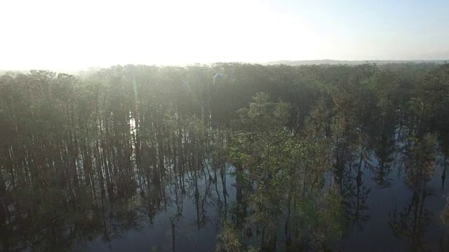 跟踪一只鸟在沼泽河口飞行美丽-无人机航拍4K湿地，沼泽河口与野生动物鳄鱼筑巢的朱鹭，蛇眼镜蛇，鸬鹚，白鹭，鹭，蓝鹭，鹰，鹰，柏树4K自然/野生动物/天气视频素材