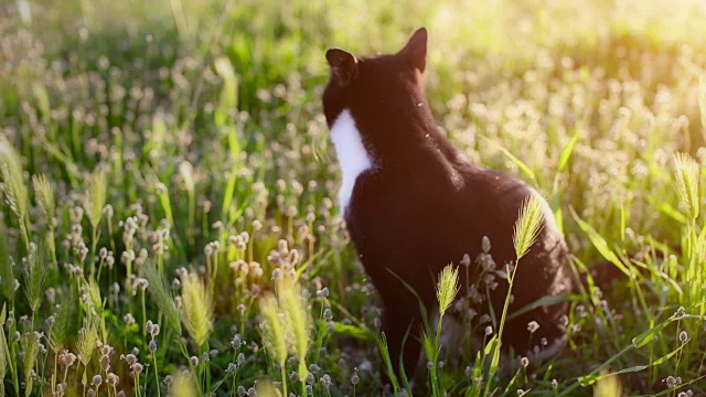 猫环顾四周，然后走开了视频素材