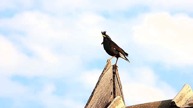 屋顶上的鸟视频素材