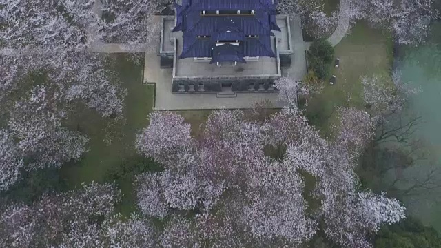 空龟头岛位于无锡市太湖樱花谷风景区视频素材