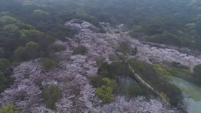 空龟头岛位于无锡市太湖樱花谷风景区视频下载