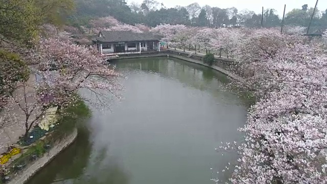 空龟头岛位于无锡市太湖樱花景区视频下载