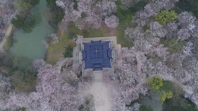 空龟头岛位于无锡市太湖樱花谷风景区视频素材