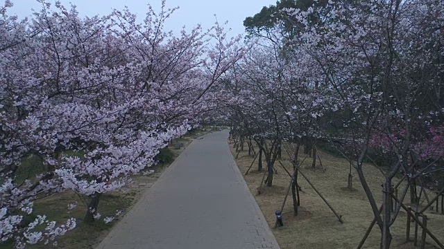 空龟头岛位于无锡市太湖樱花谷风景区视频下载