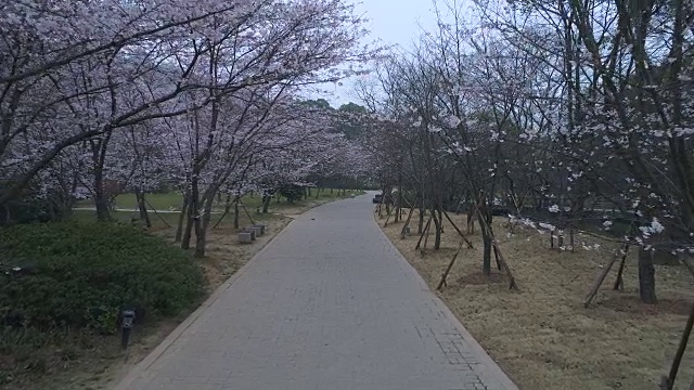 空龟头岛位于无锡市太湖樱花谷风景区视频下载