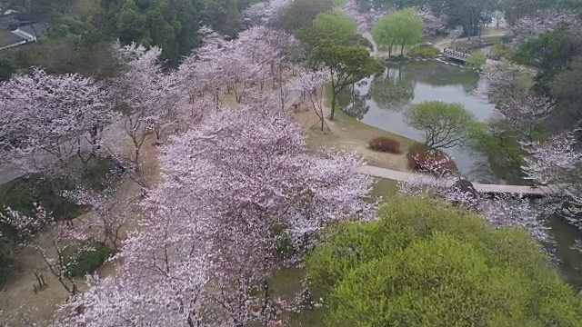 空龟头岛位于无锡市太湖樱花谷风景区视频下载