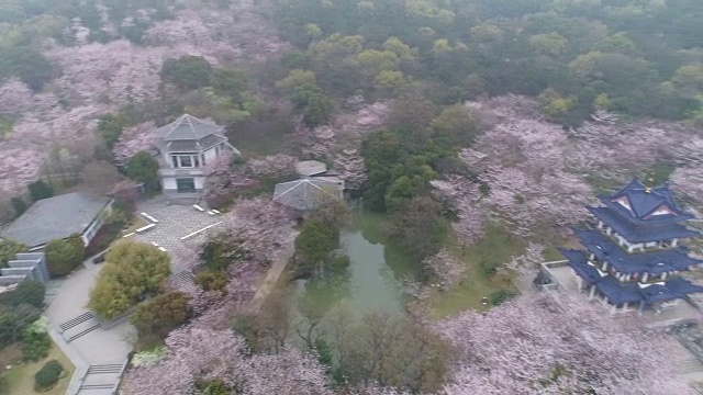 空龟头岛位于无锡市太湖樱花谷风景区视频下载