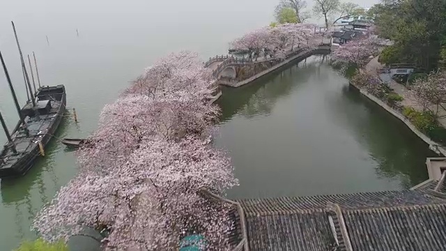 空龟头岛位于无锡市太湖樱花景区视频素材