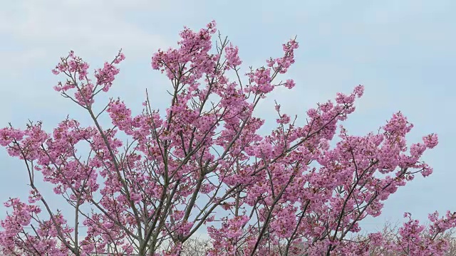 日本的樱花迎风摇曳视频素材