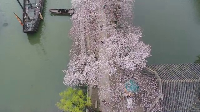 空龟头岛位于无锡市太湖樱花景区视频下载