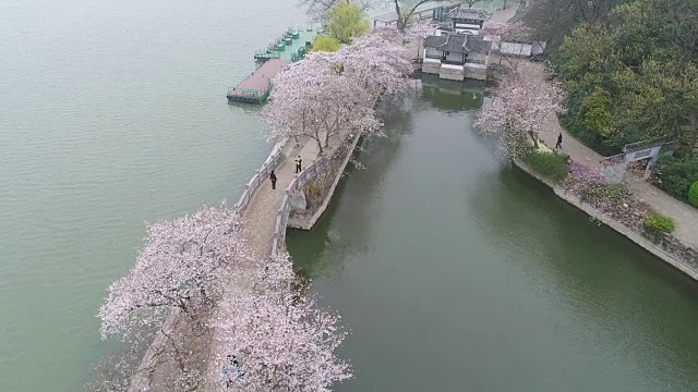 空龟头岛位于无锡市太湖樱花景区视频下载