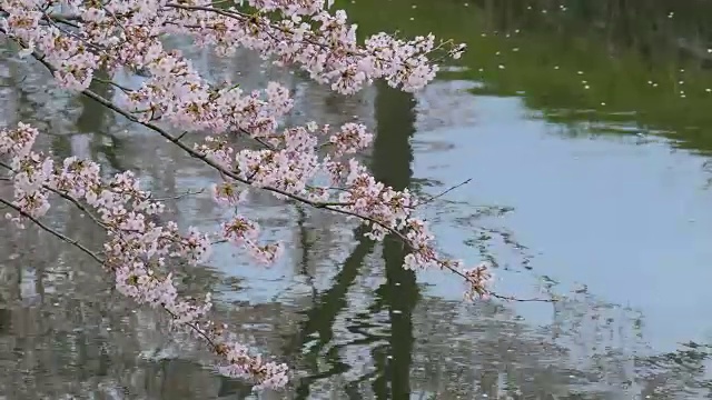 日本千叶，依比河边的樱花盛开视频素材