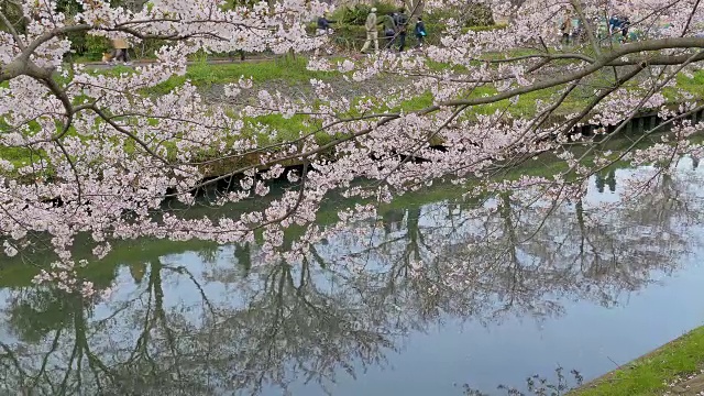 樱花盛开在千叶的埃比河，日本视频素材