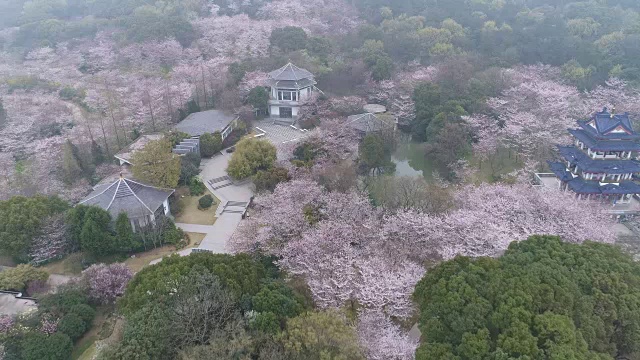 空龟头岛位于无锡市太湖樱花谷风景区视频素材