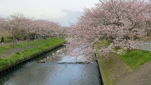 樱花盛开在千叶的埃比河，日本视频素材