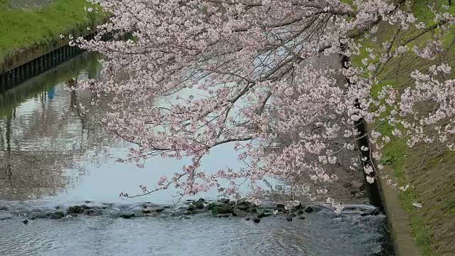 樱花盛开在千叶的埃比河，日本视频素材