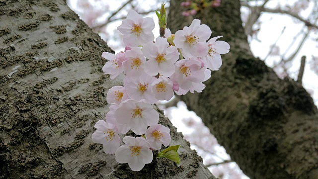 日本的樱花迎风摇曳视频素材