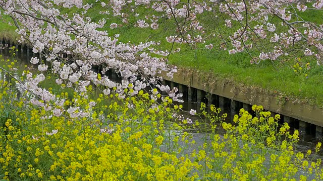 日本千叶的樱花和芥菜花视频素材