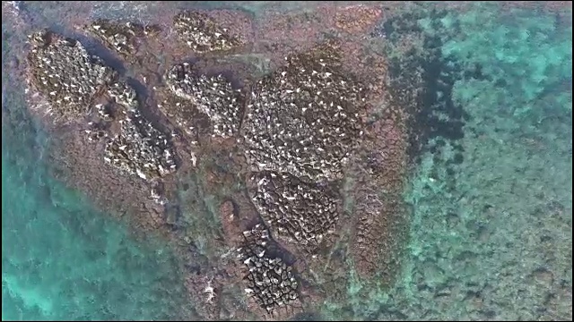 鸟瞰济州岛的海景和海鸥坐在巨石上视频素材