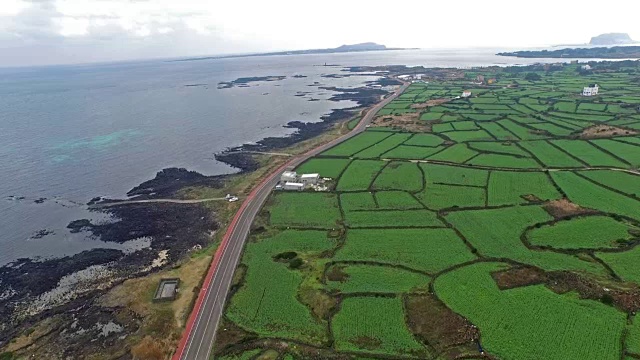 济州岛巴特丹(玄武岩石墙)稻田鸟瞰图视频素材