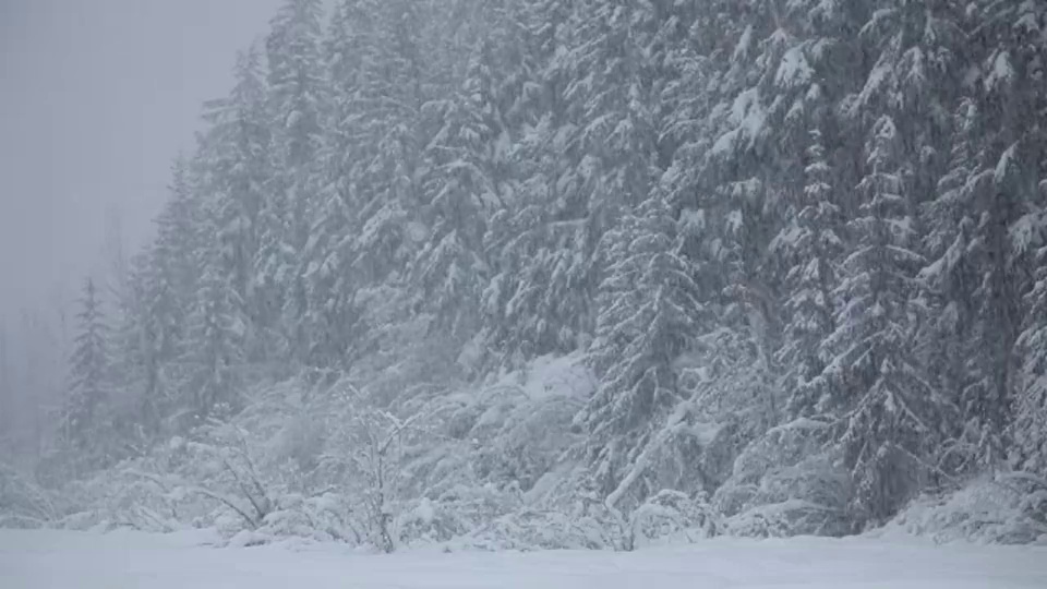 阿拉斯加丘加奇国家森林，下着大雪。视频下载