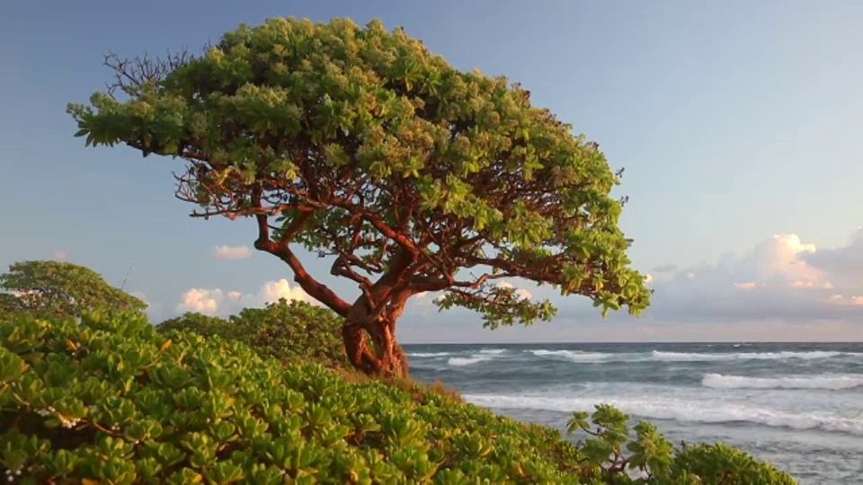 在夏威夷利休的努科利海滩上，太平洋海浪翻滚向一棵树。视频下载