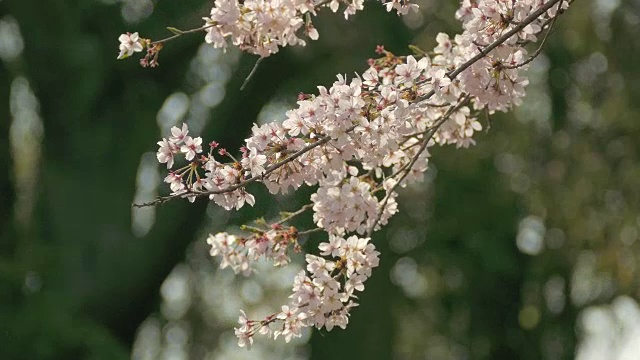 日本的樱花迎风摇曳视频素材