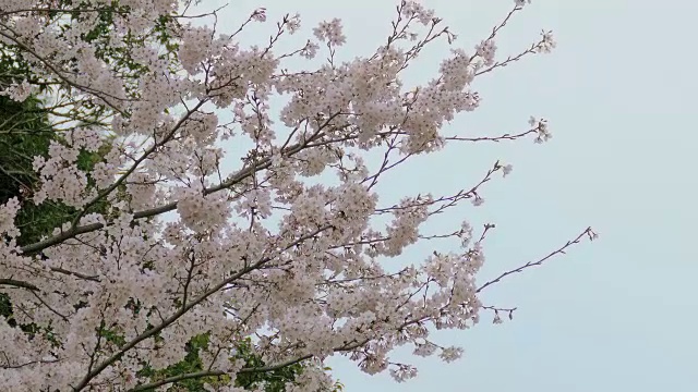 日本的樱花迎风摇曳视频素材