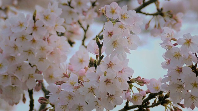 日本的樱花迎风摇曳视频素材