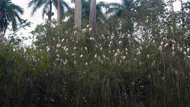 古巴隐藏的美丽:黄昏时分，成群的野生白鹭或苍鹭在乡间的一棵树上睡觉视频素材