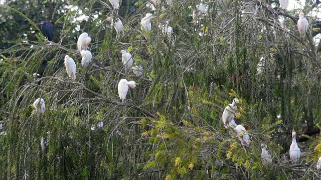 古巴隐藏的美丽:黄昏时分，野白鹭或苍鹭在乡间的一棵树上睡觉视频素材