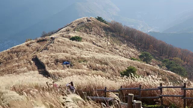 岷山山顶的芦苇丛视频素材