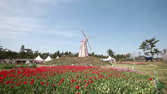 泰安郁金香节(泰安著名的节日)视频素材