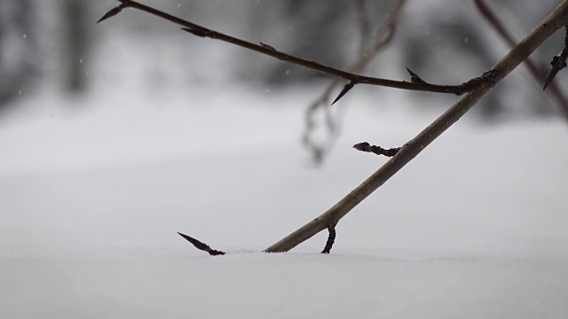 雪柳树4 k视频素材