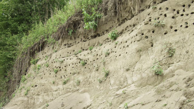 WS沙马丁殖民地与雏鸟望出去和成年飞绕在堤沙河岸视频素材