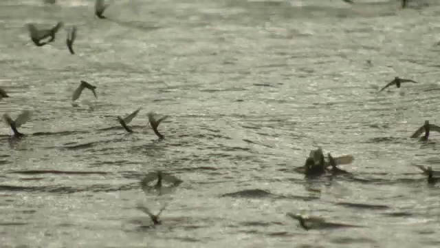 堤沙河水面上孵化起飞的长尾蜉蝣水位群视频素材